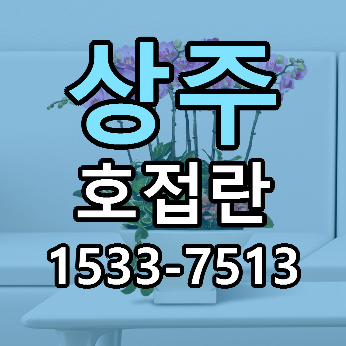 상주 호접란 저렴한곳 당일배송 근처꽃집 추천