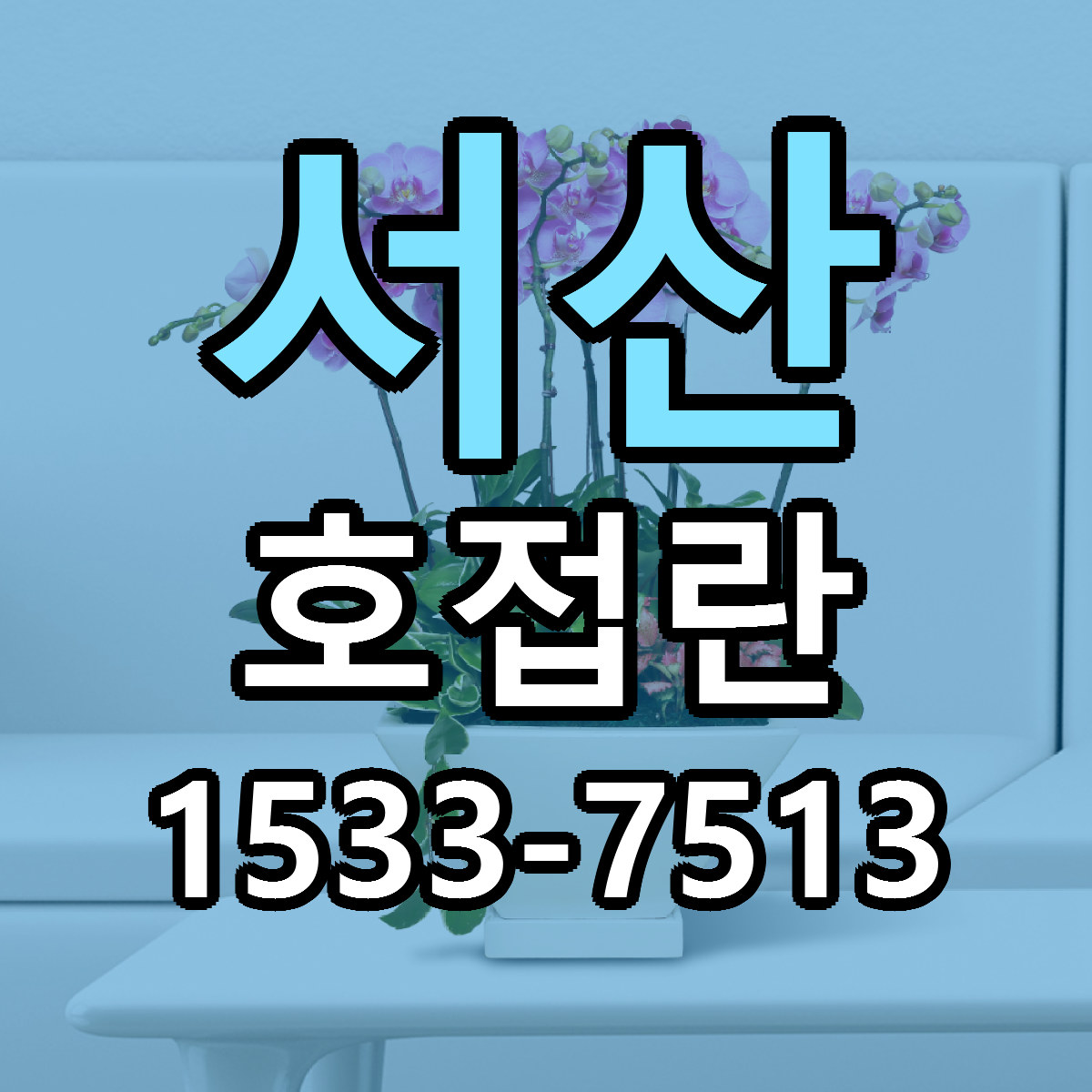 서산 호접란 가격 만족 저렴한곳 리본문구 작성