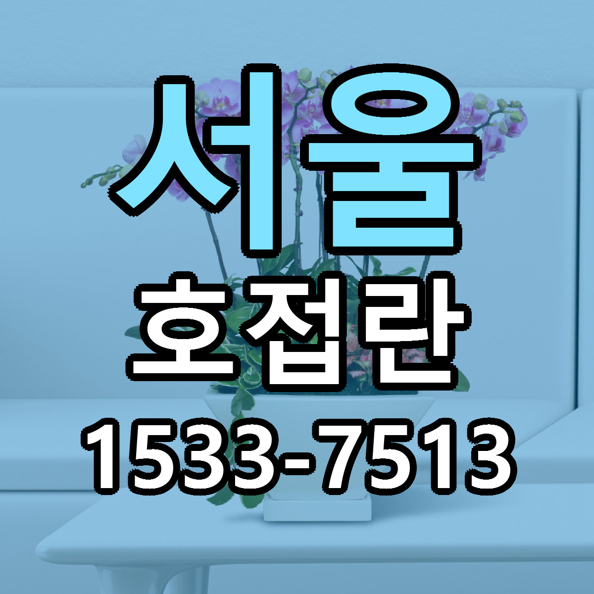 서울 호접란 빠른배송 리본문구 근처꽃집 예약