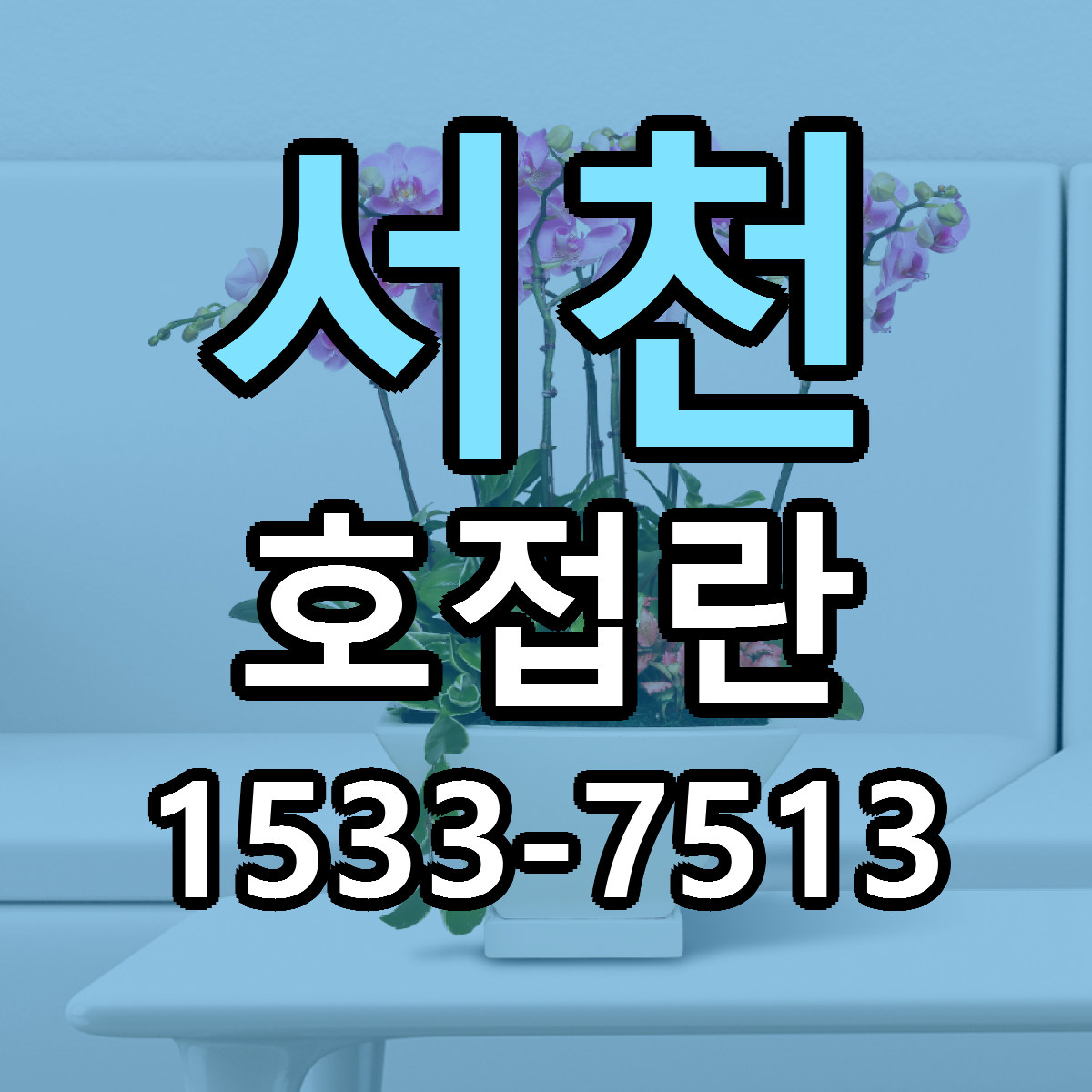 서천 호접란 근처꽃집 빠른배송 가격 문의
