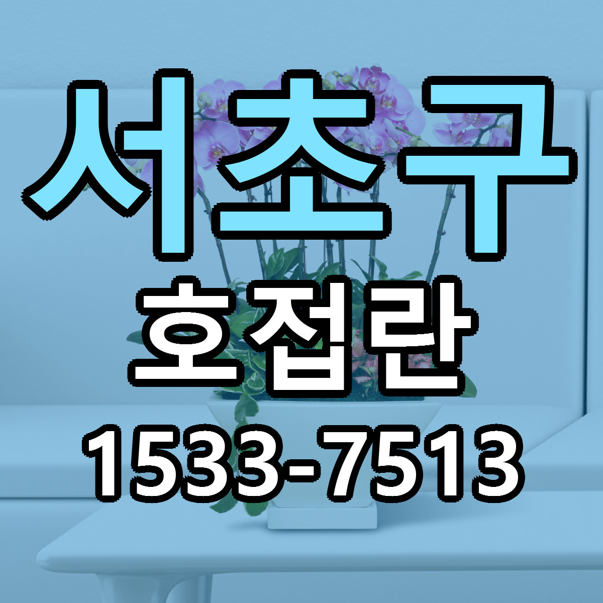 서초구 호접란 빠른배송 가격 저렴한곳 찾기