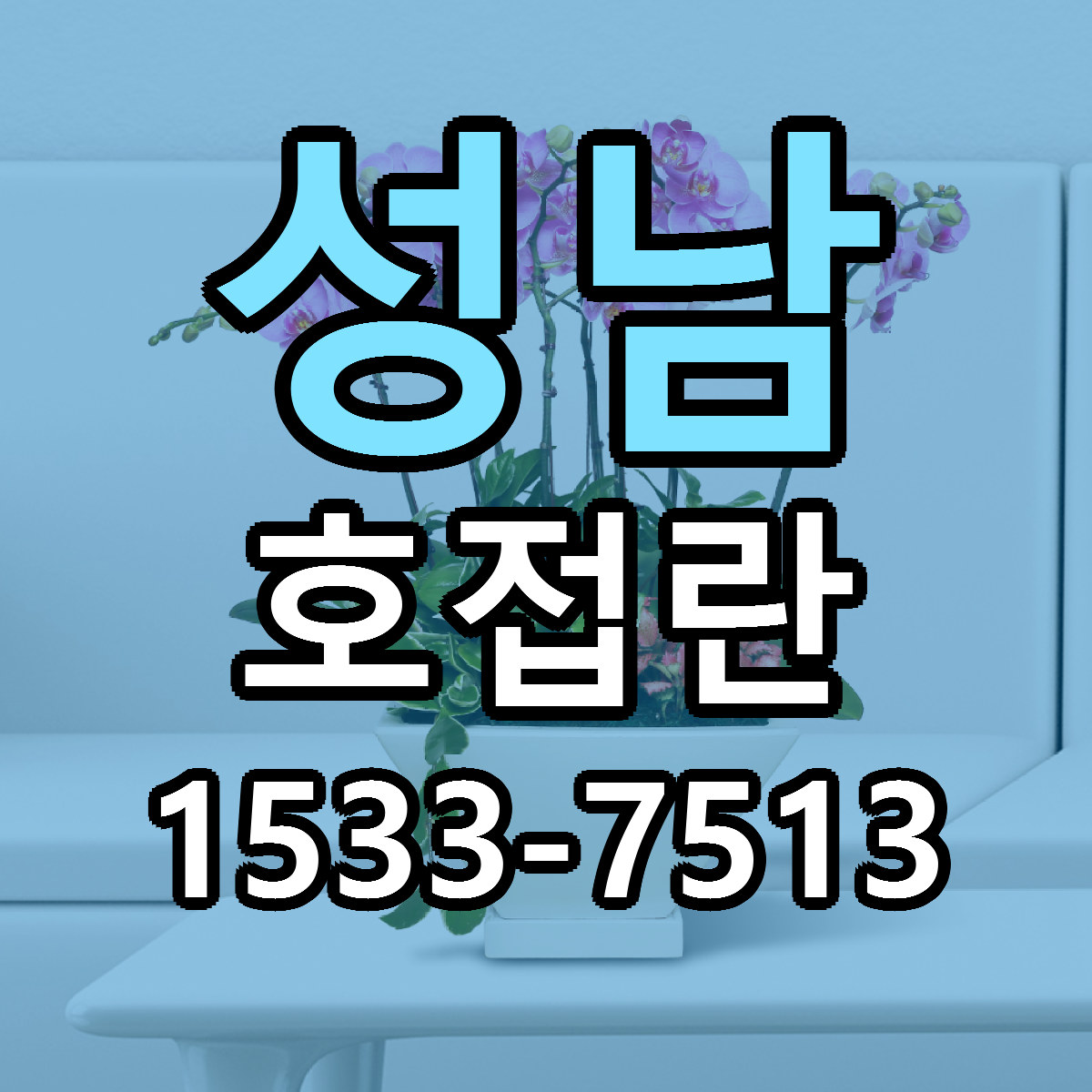 성남 호접란 싼곳 당일배송 빠른배송 추천