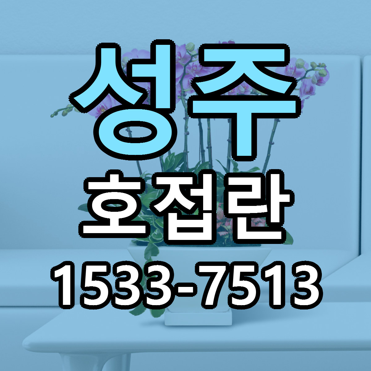 성주 호접란 당일배송 빠른배송 싼곳 찾기