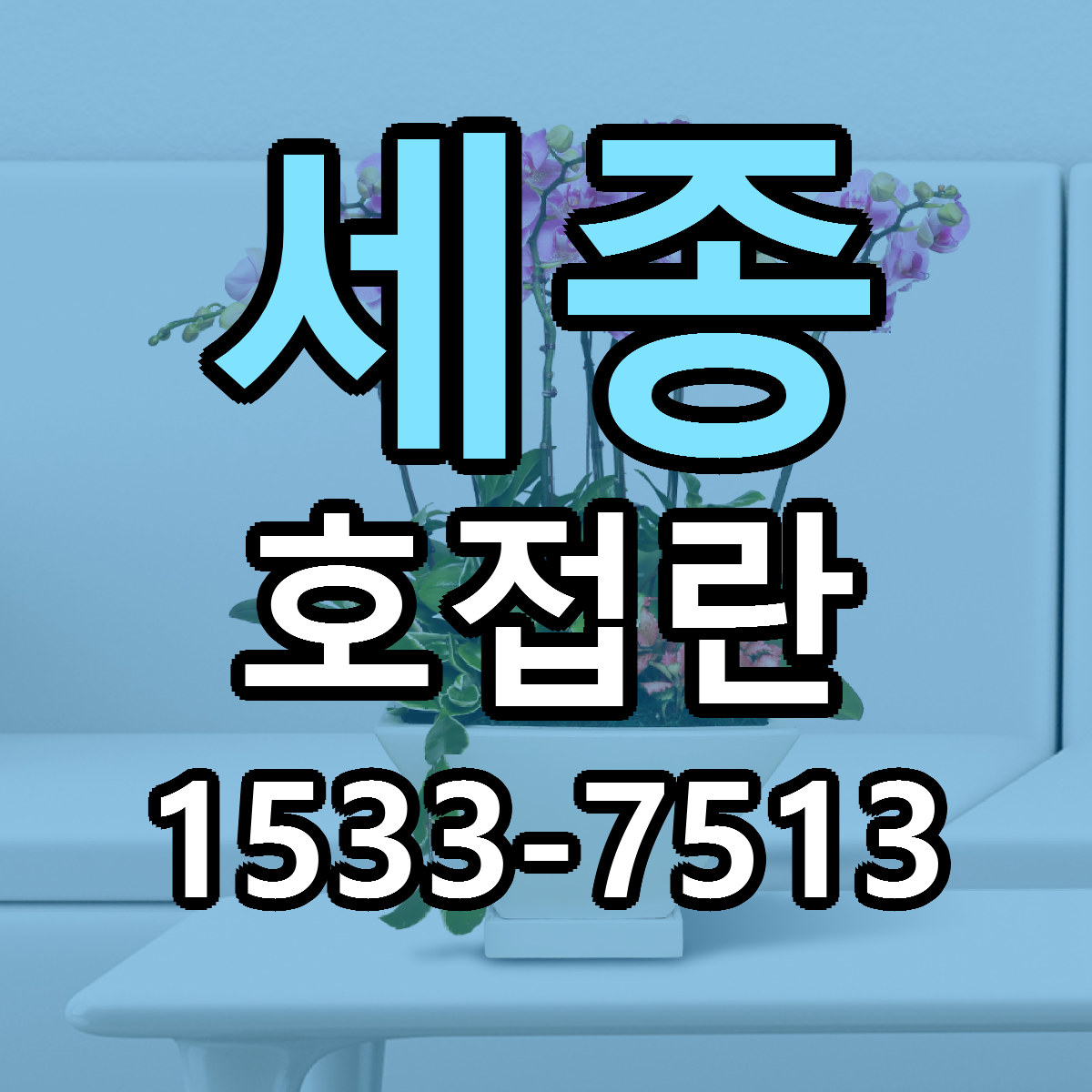 세종 호접란 당일배송 리본문구 싼곳 찾기