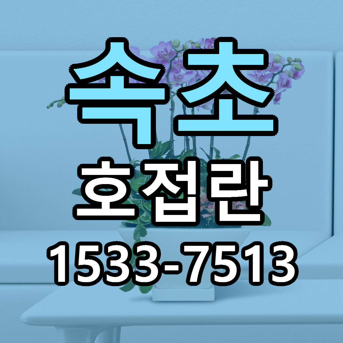 속초 호접란 가격 착한 싼곳 당일배송 안내