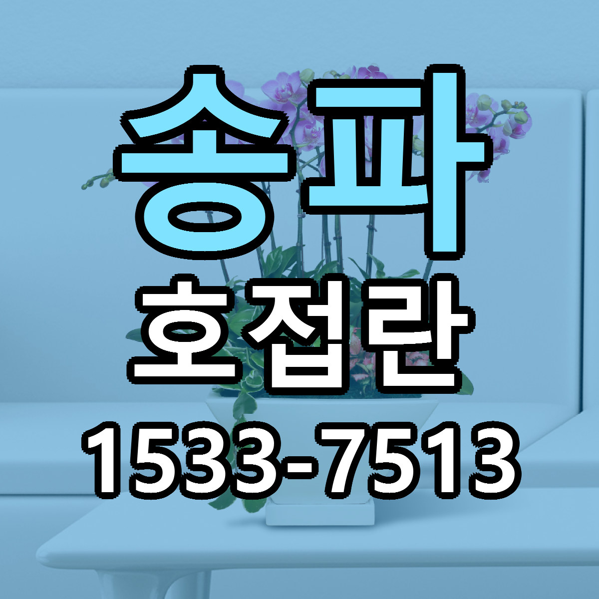 송파 호접란 가격 착한 싼곳 당일배송 안내