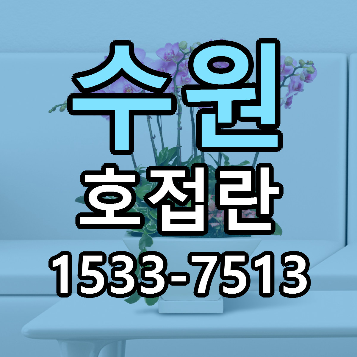 수원 호접란 빠른배송 근처꽃집 가격 비교