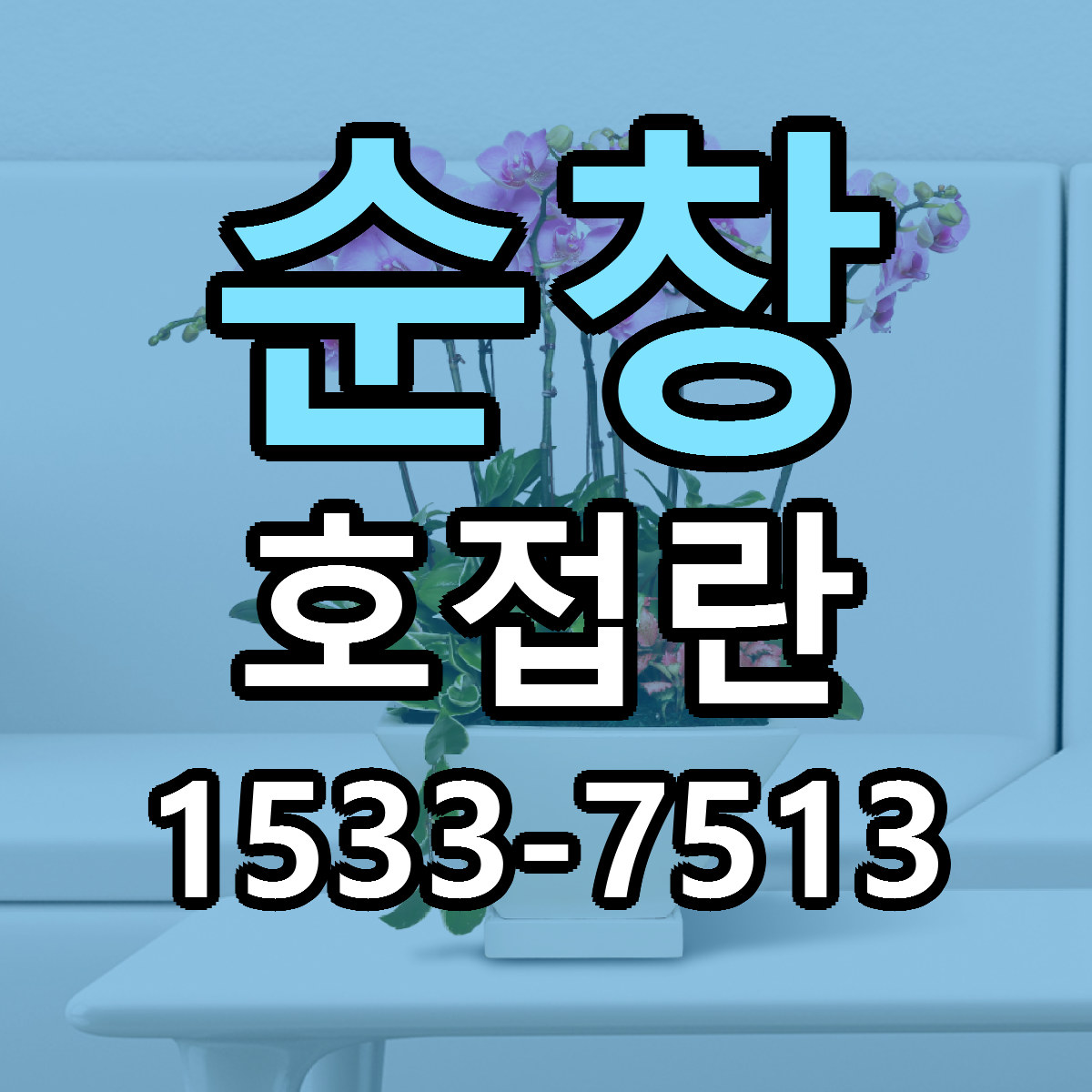 순창 호접란 가격 착한 싼곳 당일배송 안내