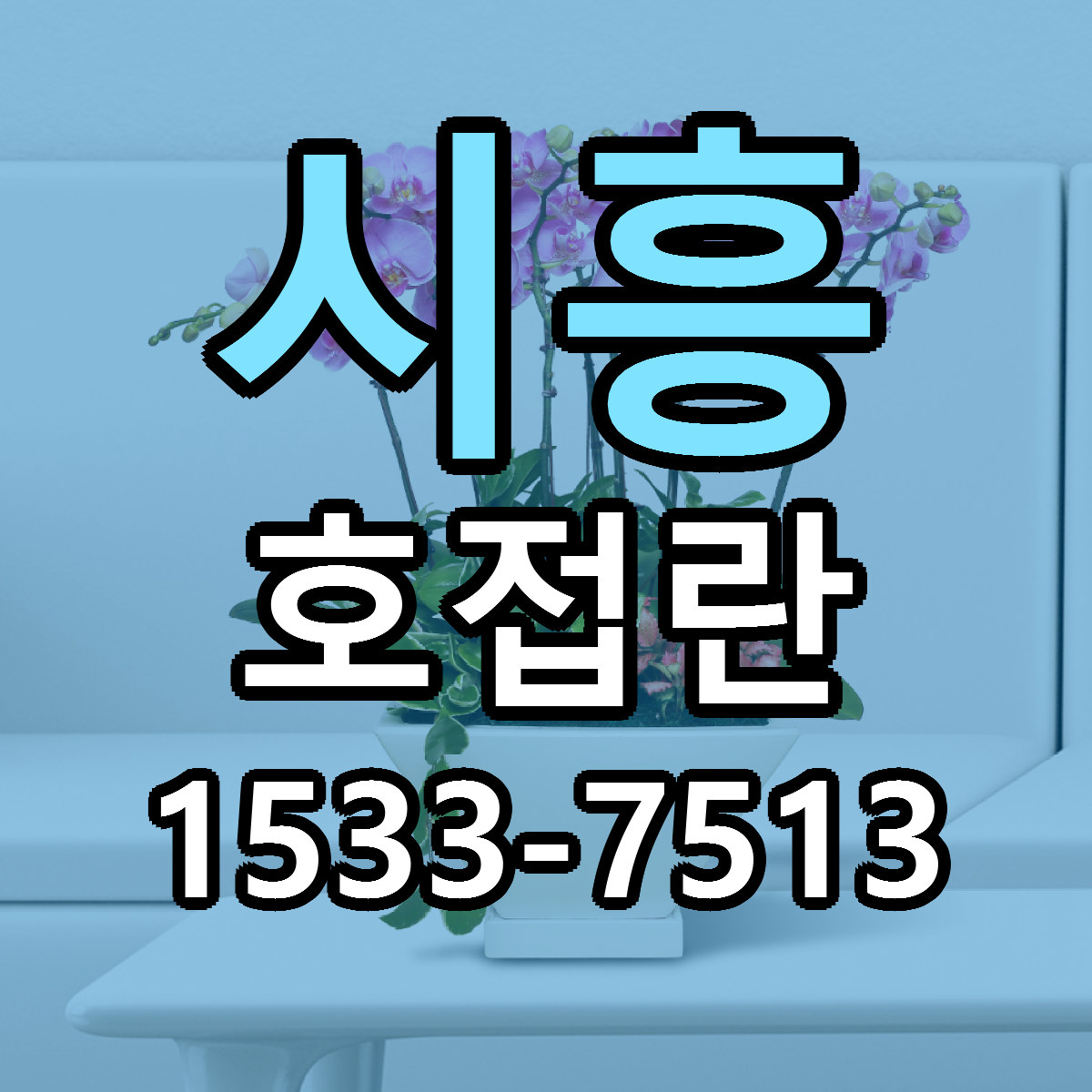 시흥 호접란 당일배송 싼곳 리본문구 안내