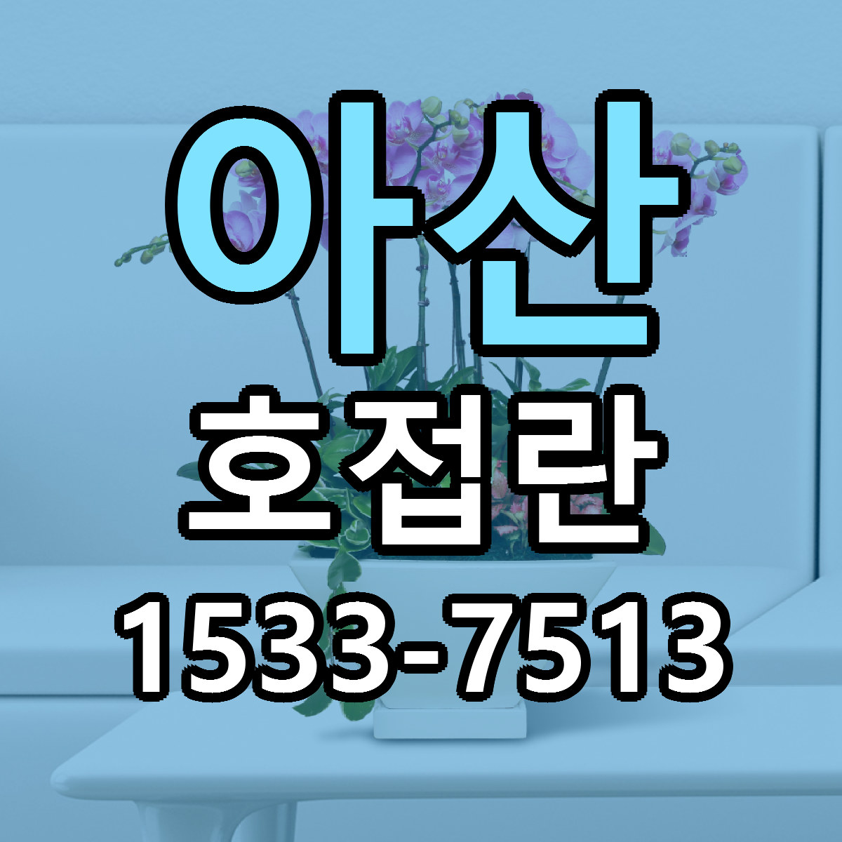 아산 호접란 리본문구 근처꽃집 저렴한곳 예약