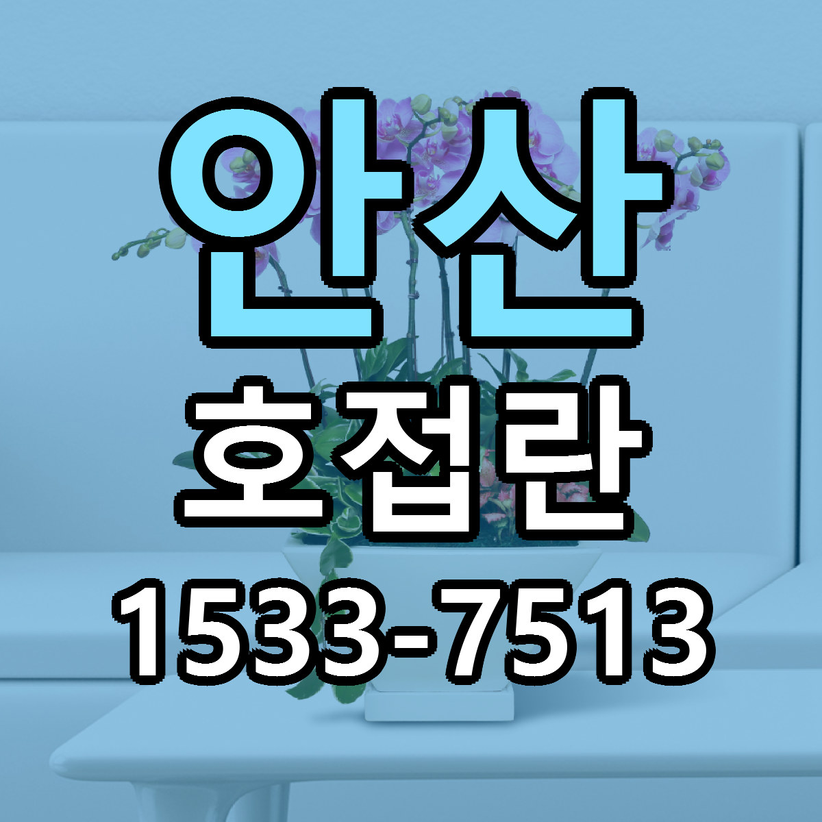 안산 호접란 빠른배송 리본문구 가격 알뜰 비교