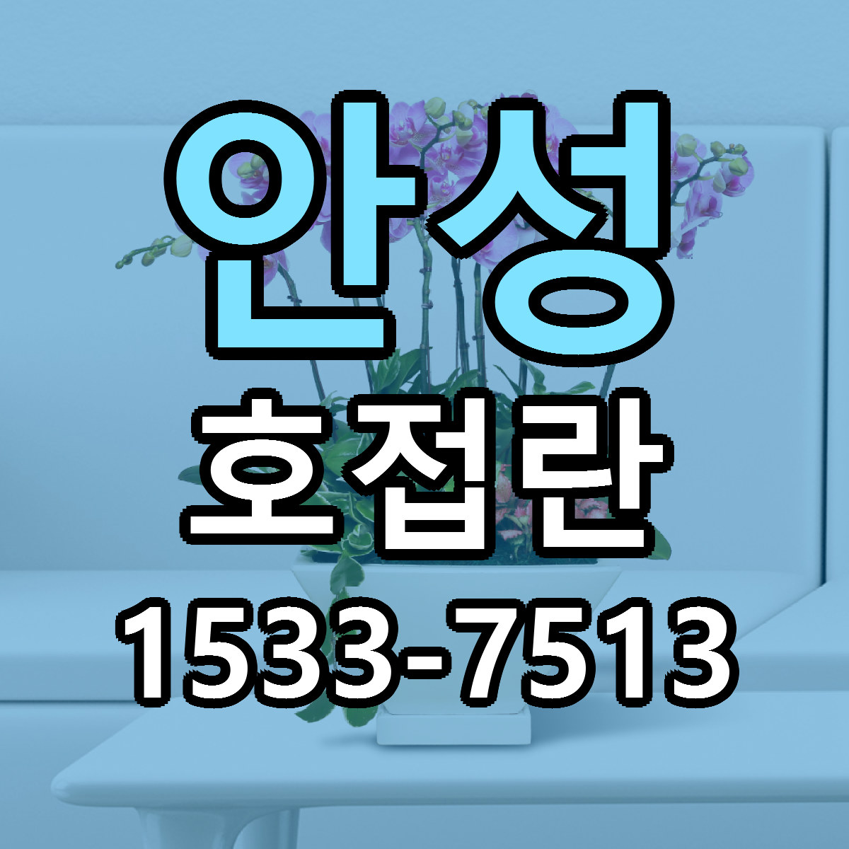 안성 호접란 저렴한곳 당일배송 가격 만족