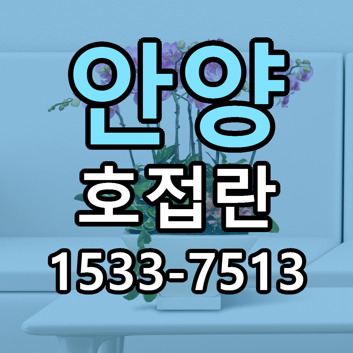 안양 호접란 근처꽃집 당일배송 가격 안내