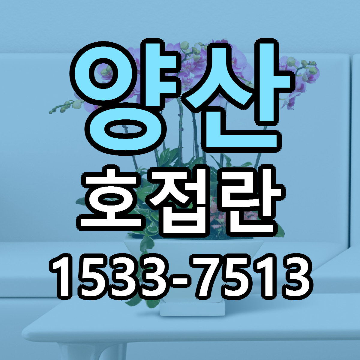 양산 호접란 싼곳 당일배송 리본문구 작성