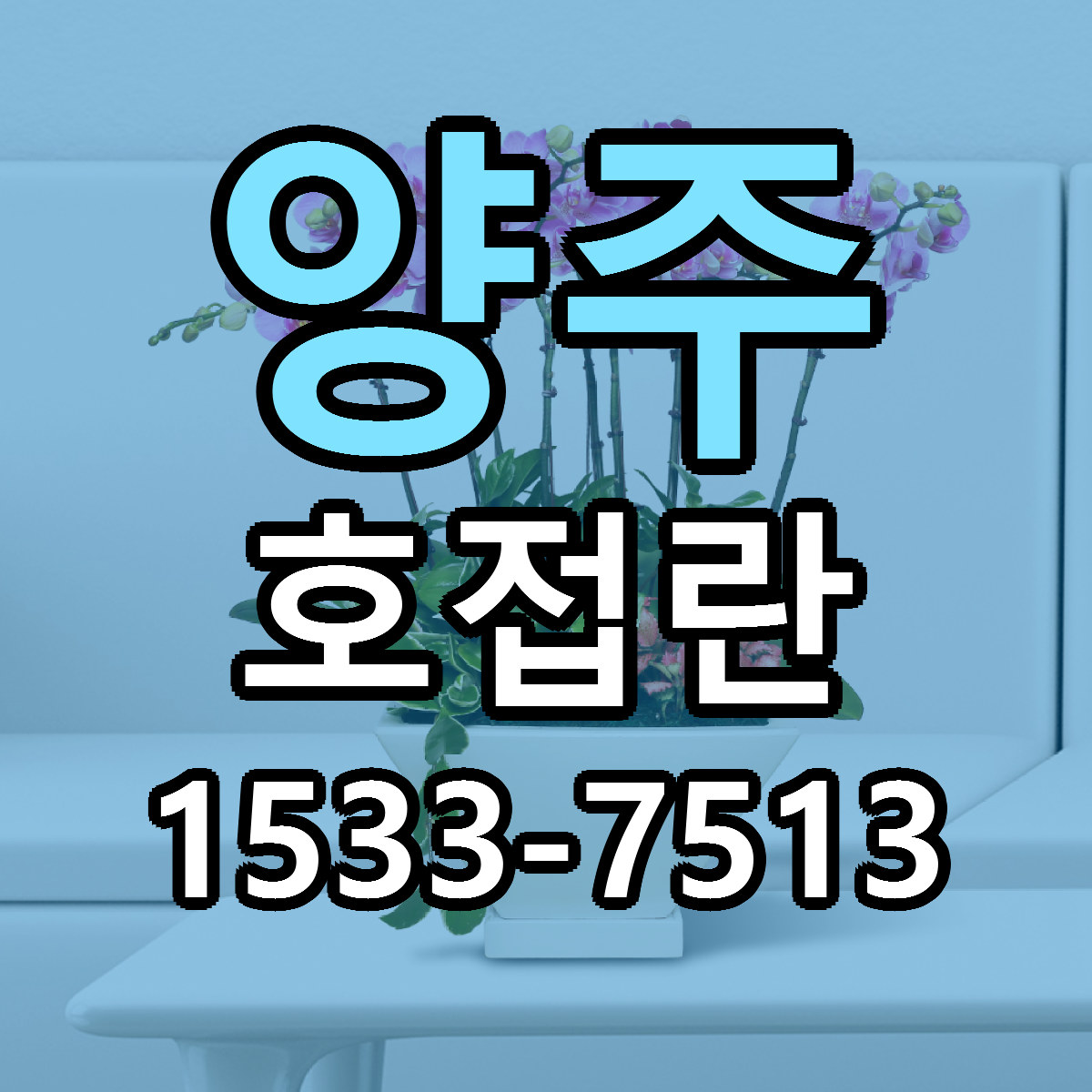 양주 호접란 근처꽃집 당일배송 리본문구 서비스