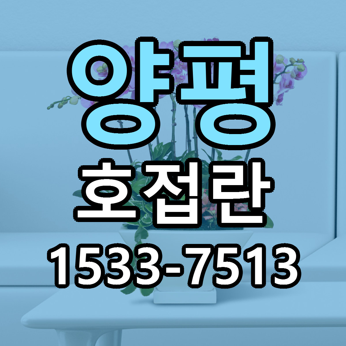 양평 호접란 빠른배송 리본문구 근처꽃집 예약