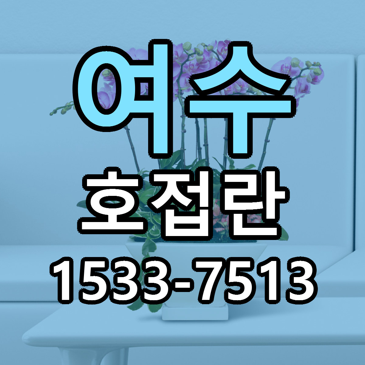 여수 호접란 근처꽃집 저렴한곳 빠른배송 서비스