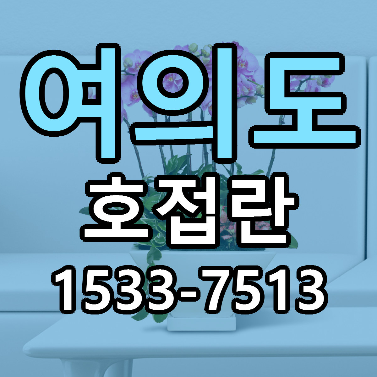여의도 호접란 빠른배송 리본문구 가격 알뜰 비교