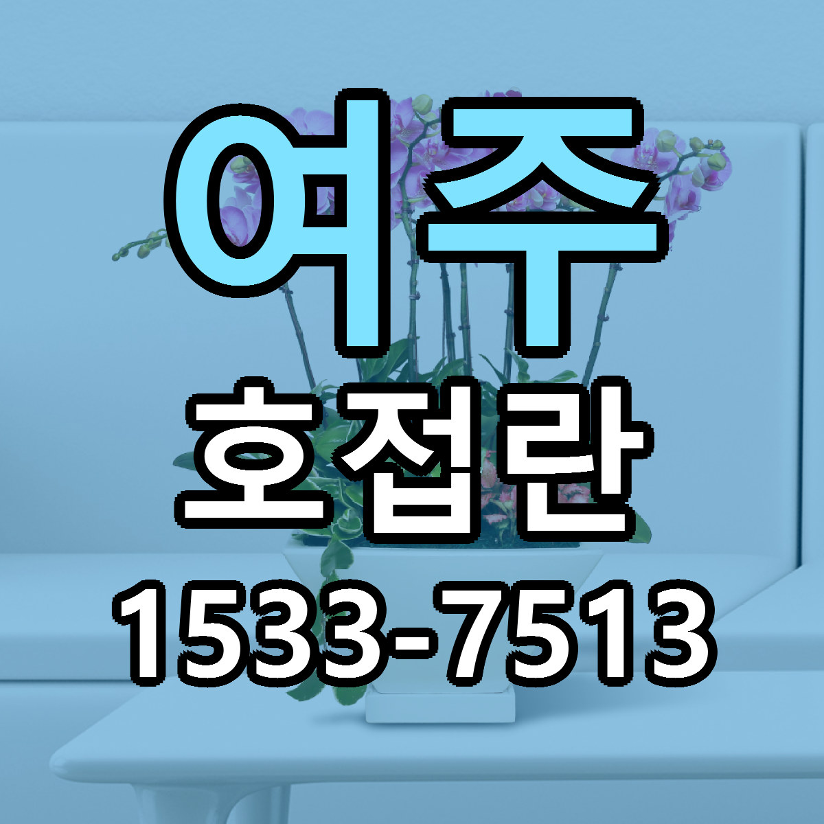 여주 호접란 싼곳 빠른배송 리본문구 무료