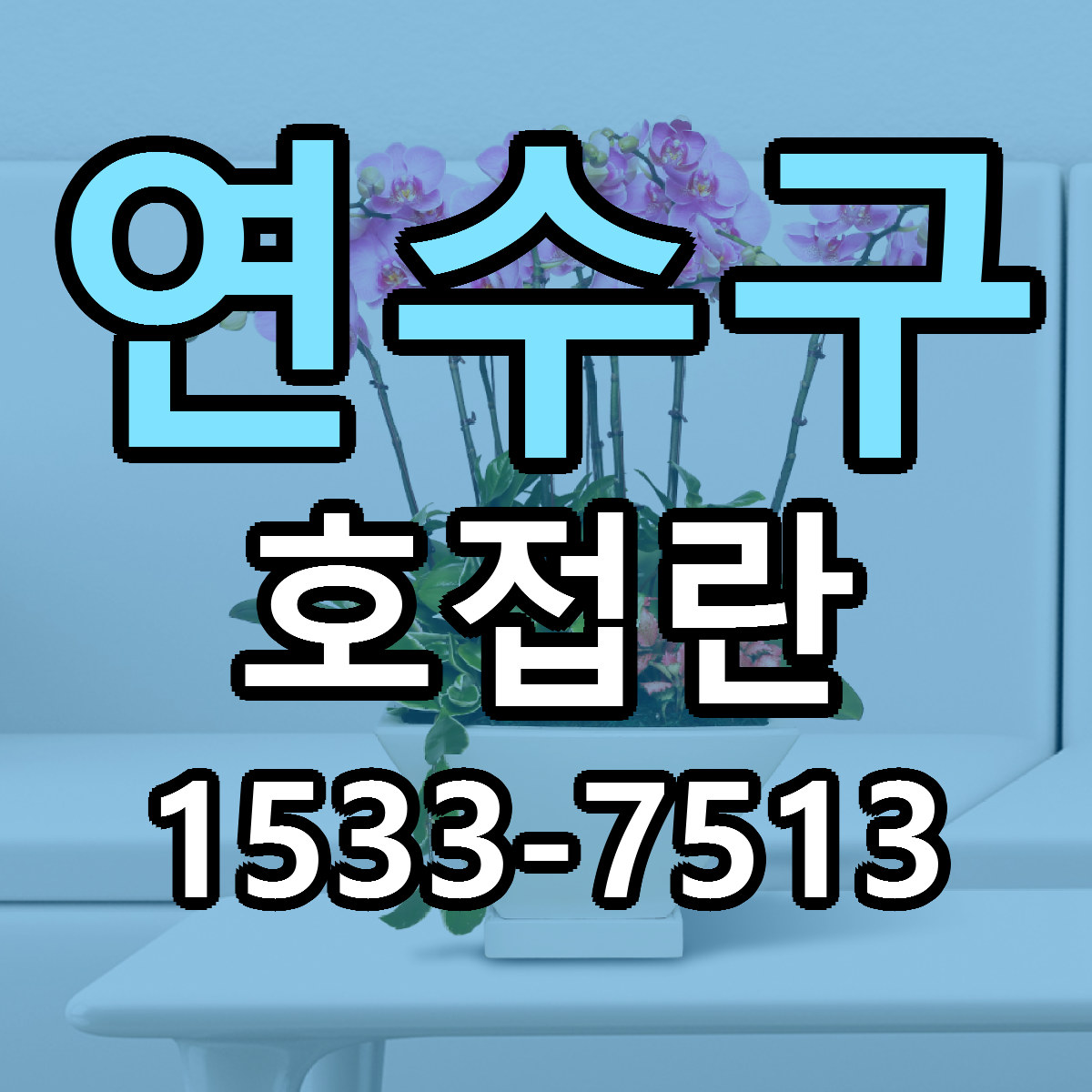 연수구 호접란 빠른배송 싼곳 가격 문의