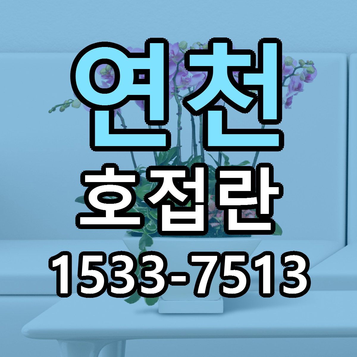 연천 호접란 근처꽃집 싼곳 빠른배송 안내