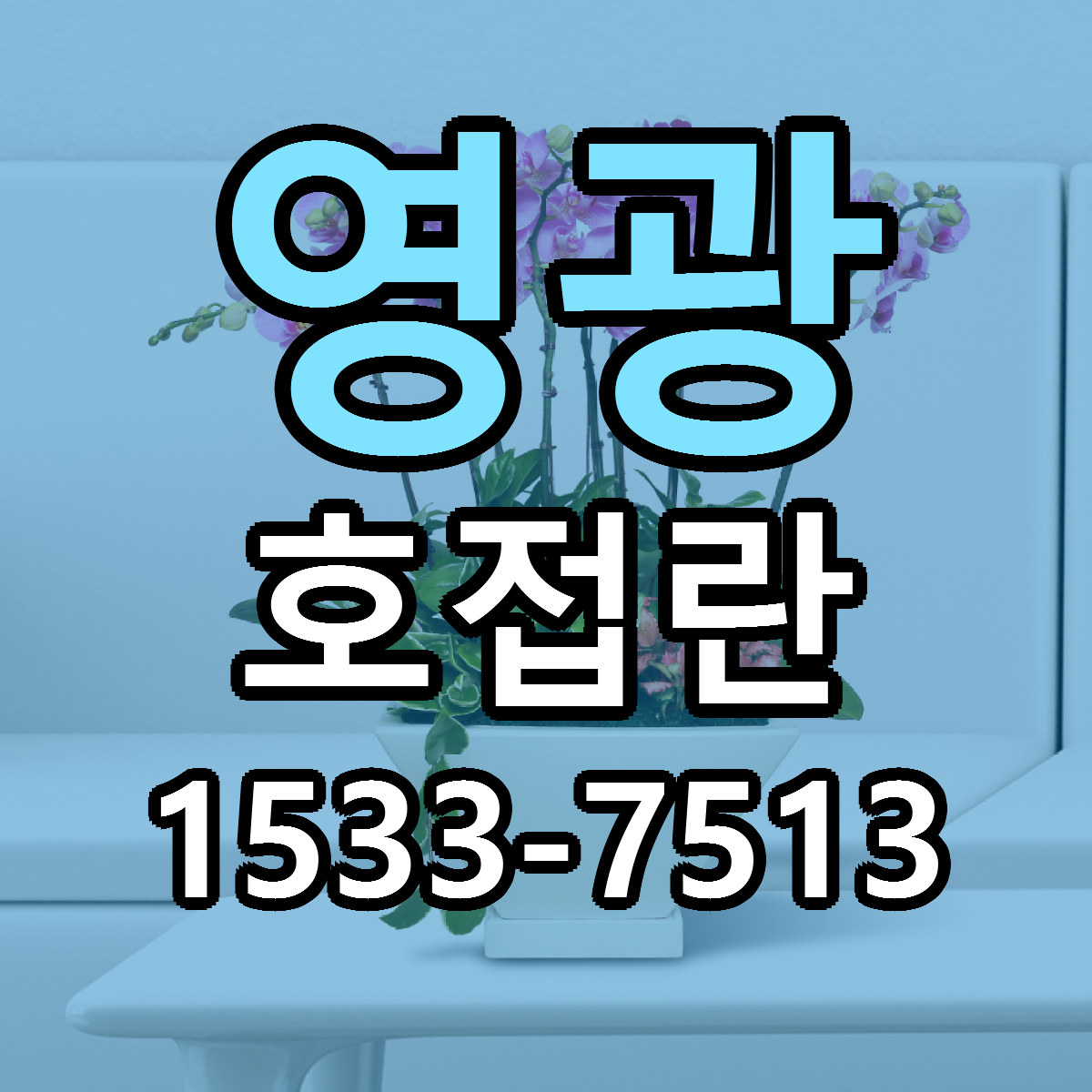 영광 호접란 빠른배송 싼곳 가격 문의