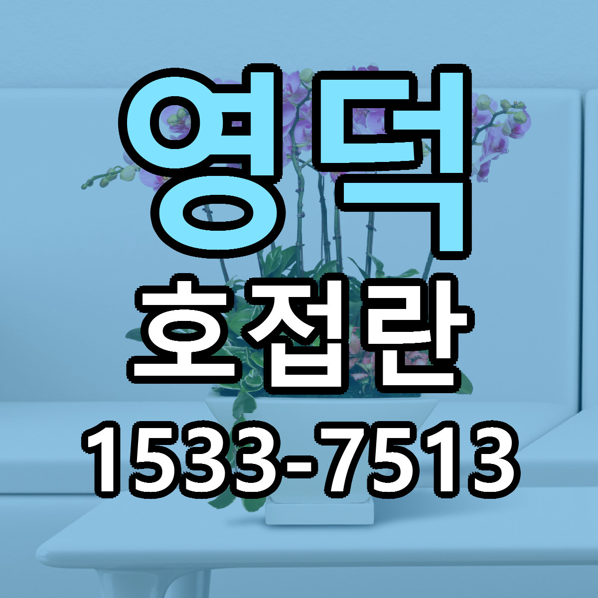 영덕 호접란 빠른배송 저렴한곳 가격 정리