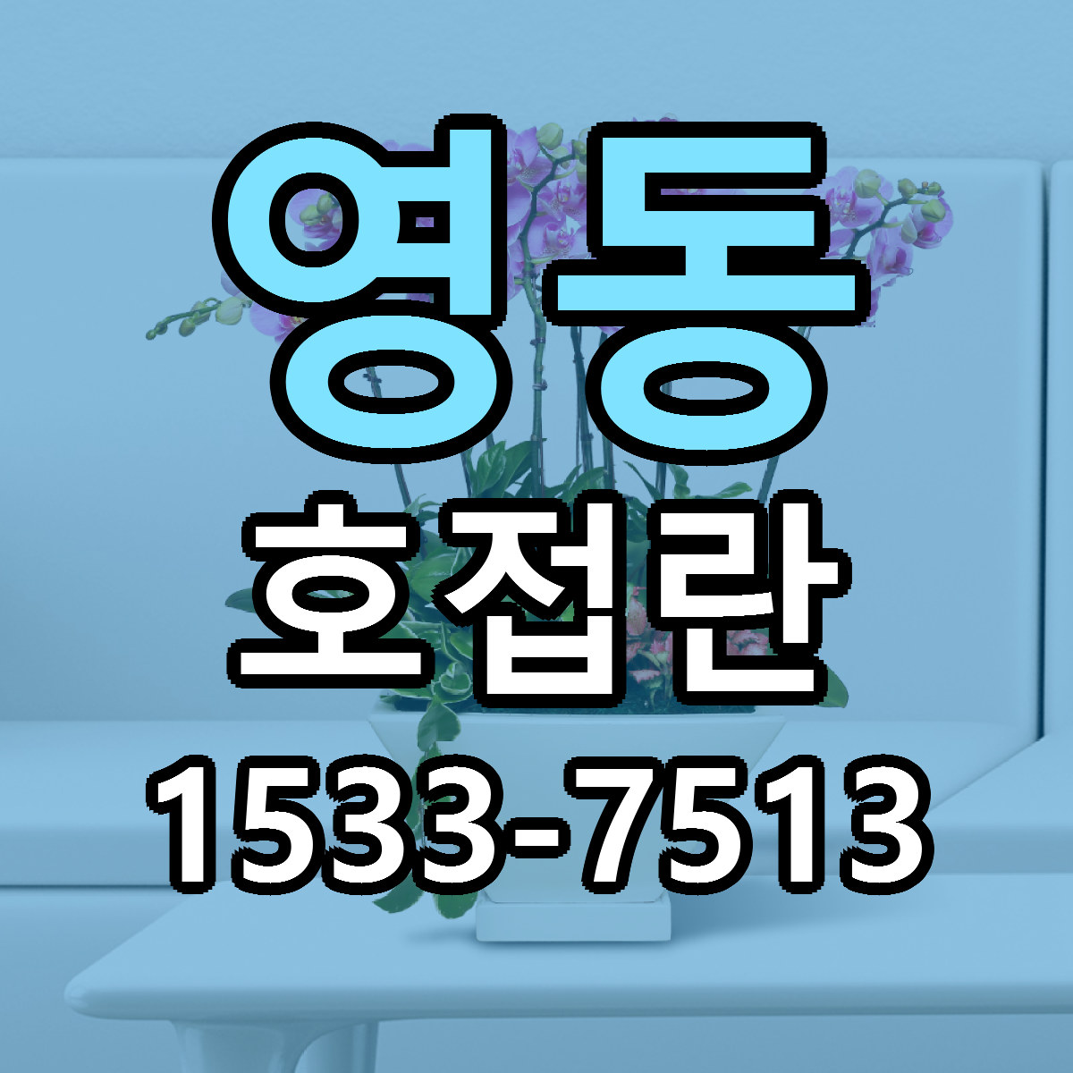 영동 호접란 빠른배송 가격 저렴한곳 찾기
