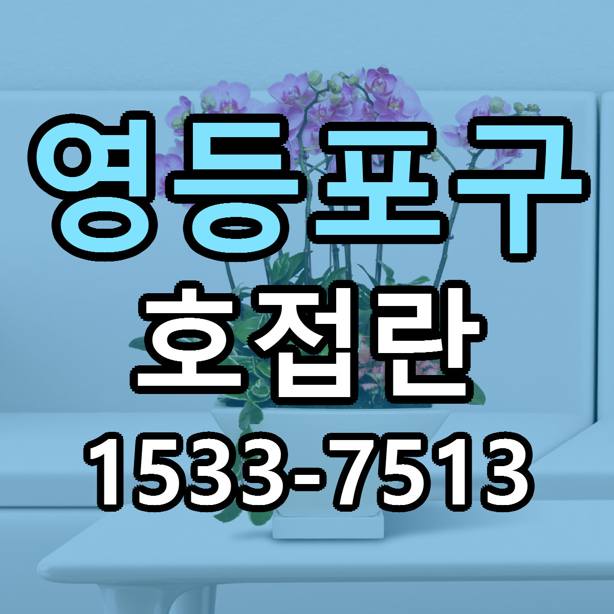 영등포구 호접란 빠른배송 싼곳 가격 문의