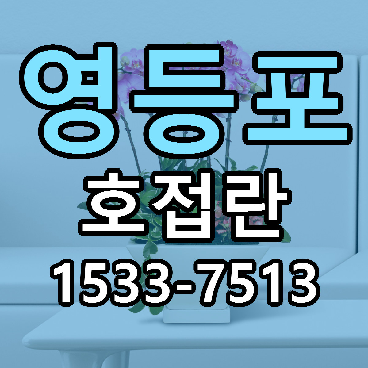 영등포 호접란 빠른배송 가격 저렴한곳 찾기