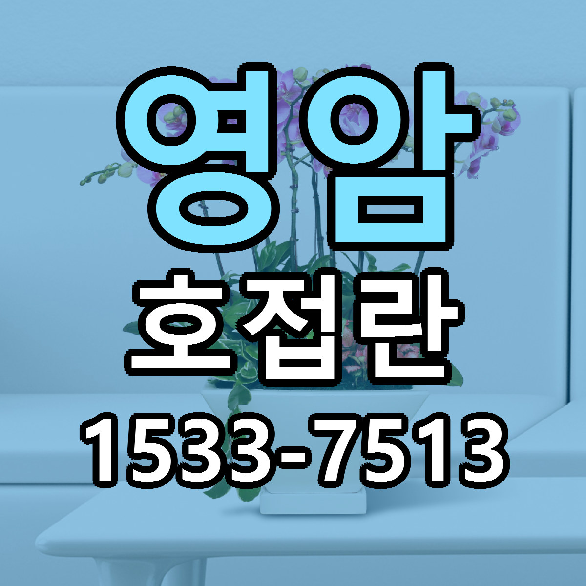 영암 호접란 당일배송 리본문구 빠른배송 서비스