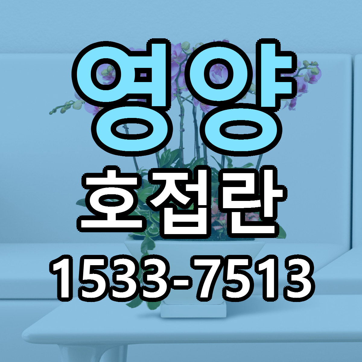 영양 호접란 근처꽃집 가격 저렴한곳 안내