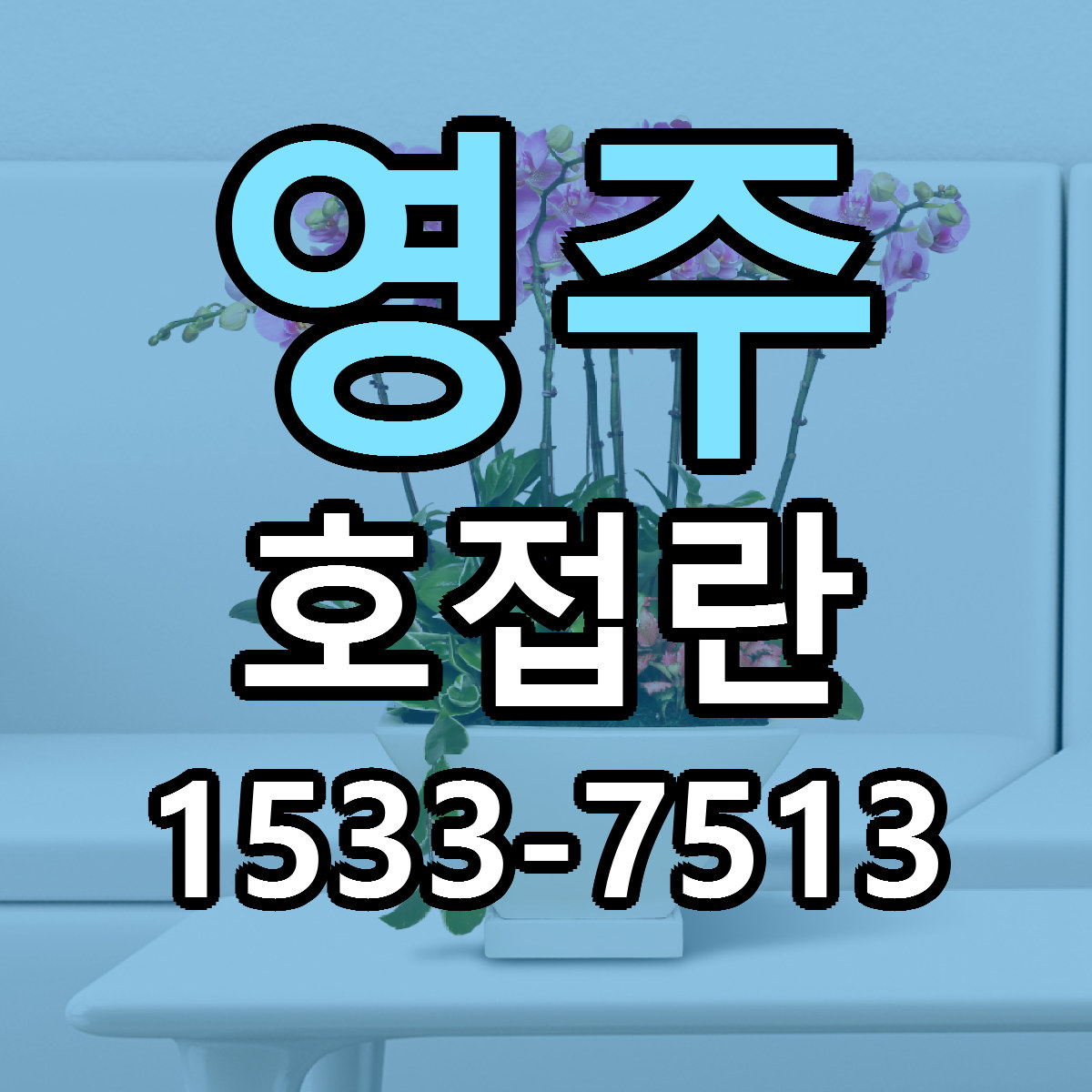 영주 호접란 근처꽃집 당일배송 싼곳 추천