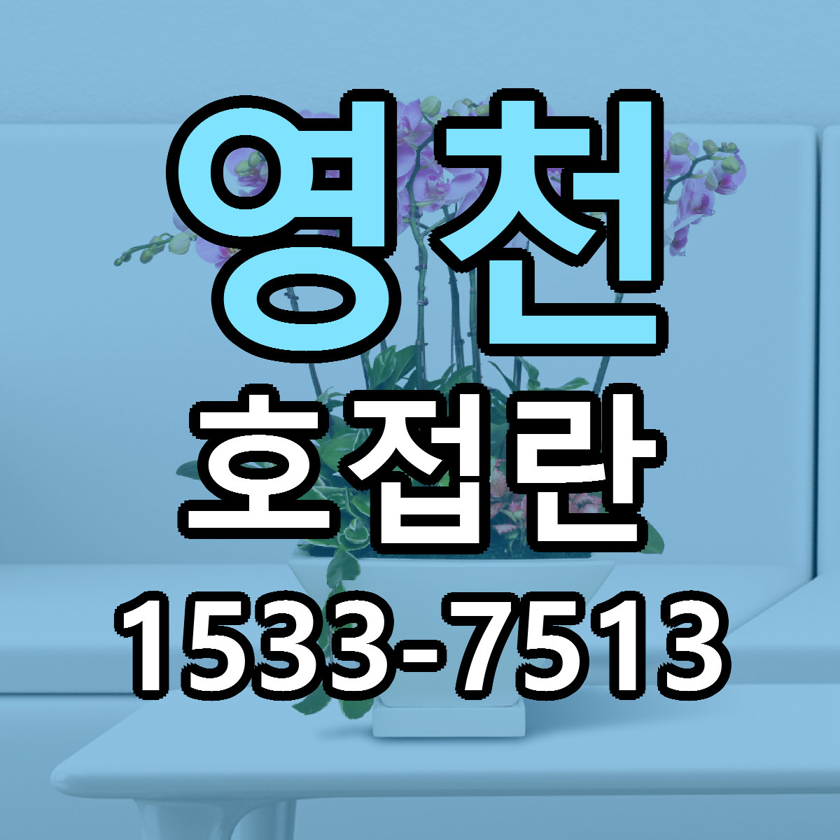 영천 호접란 당일배송 빠른배송 싼곳 찾기