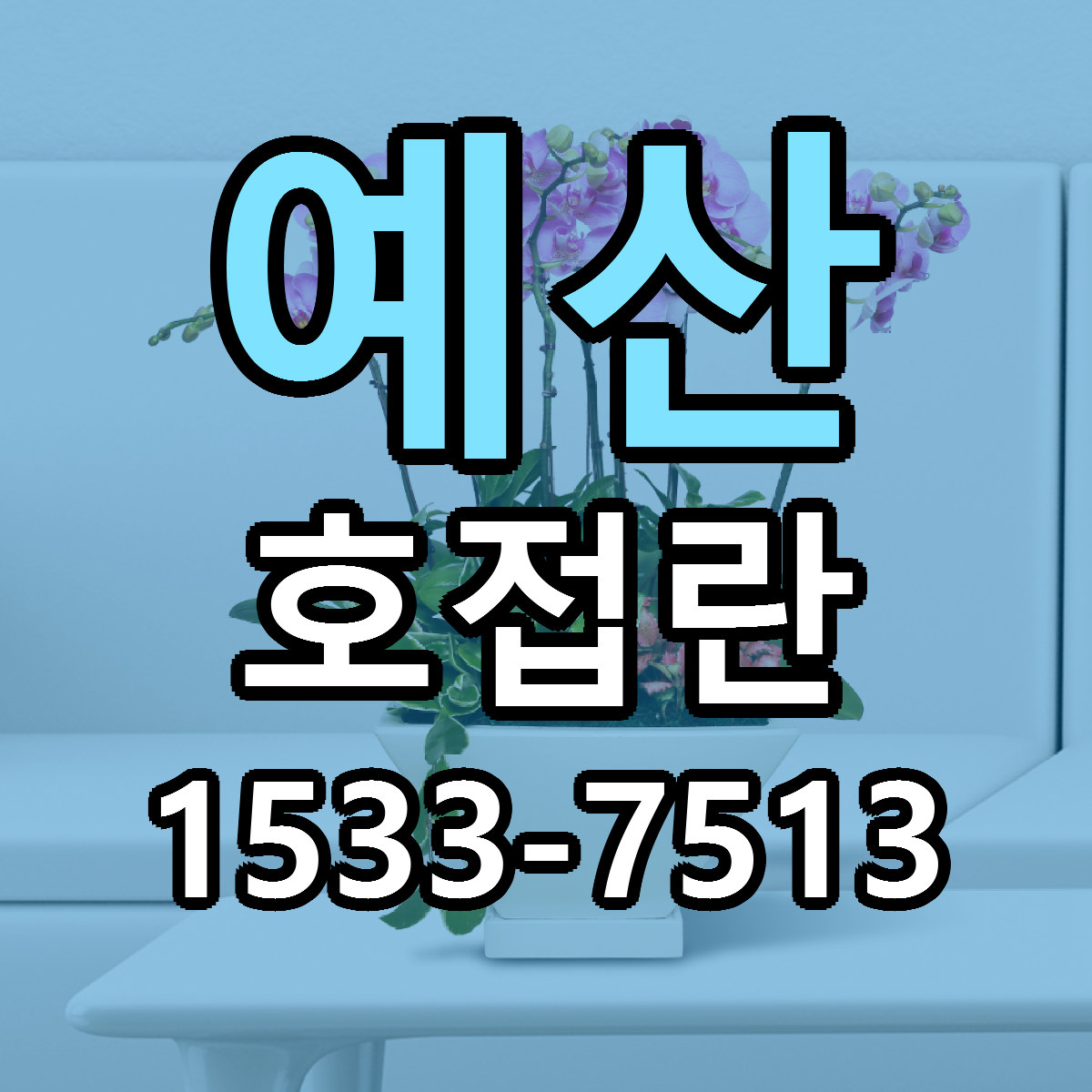 예산 호접란 빠른배송 리본문구 근처꽃집 예약