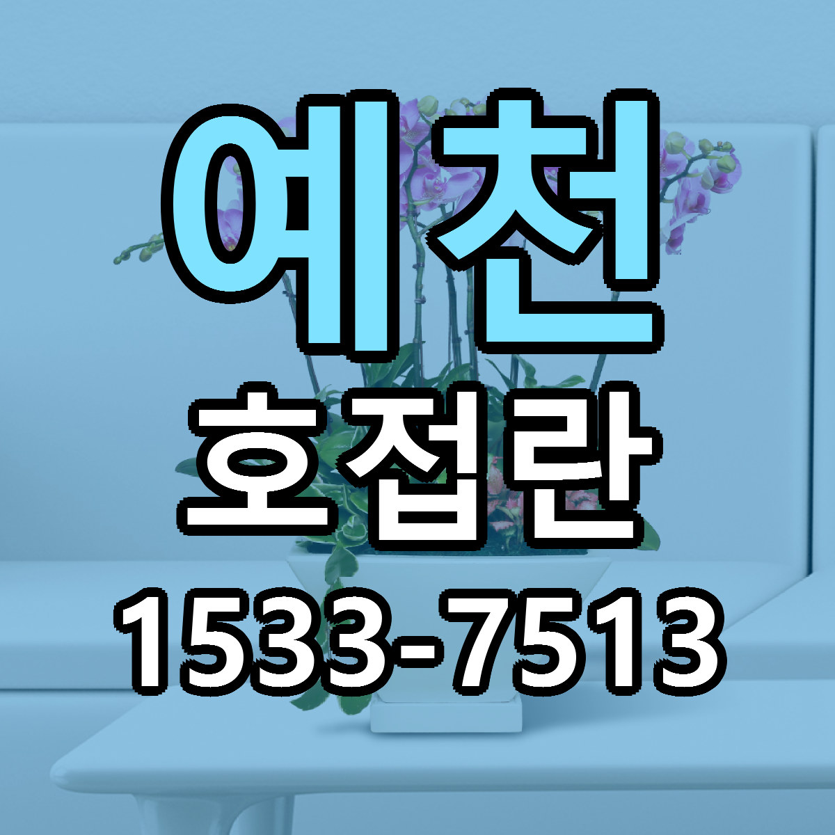 예천 호접란 근처꽃집 빠른배송 가격 문의