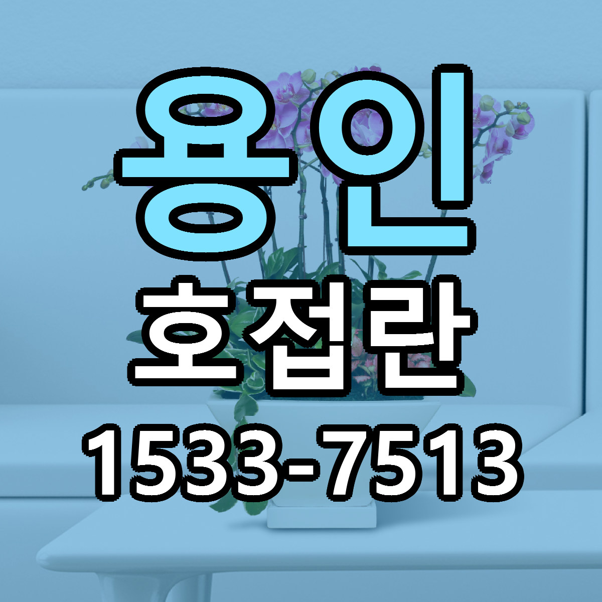 용인 호접란 근처꽃집 당일배송 가격 안내