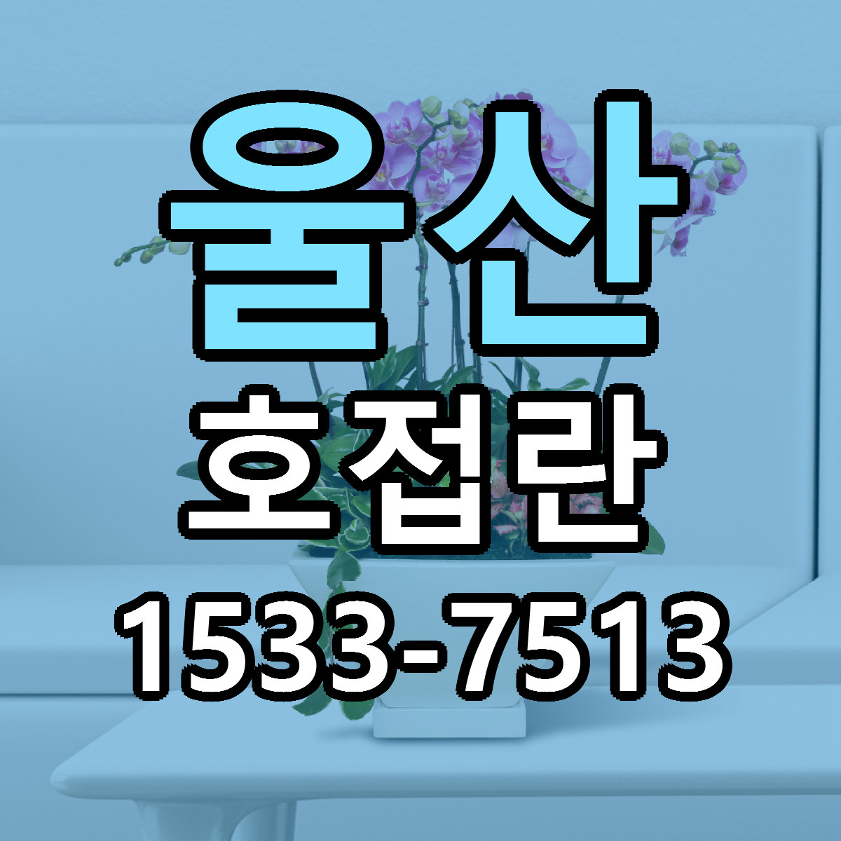 울산 호접란 싼곳 빠른배송 리본문구 무료