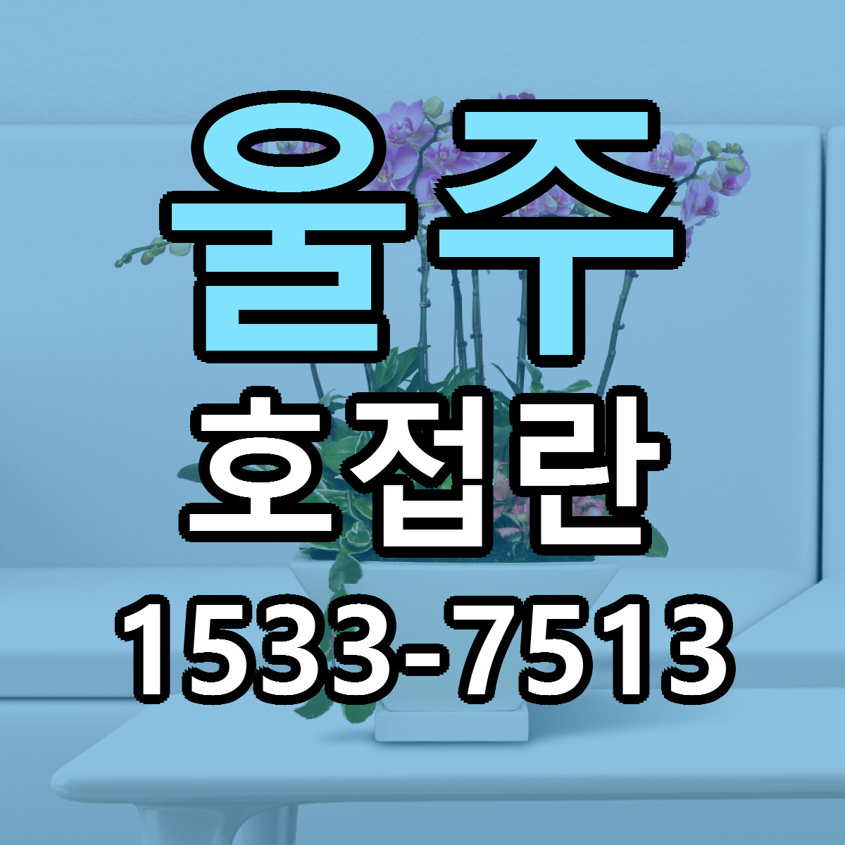 울주 호접란 빠른배송 근처꽃집 가격 비교