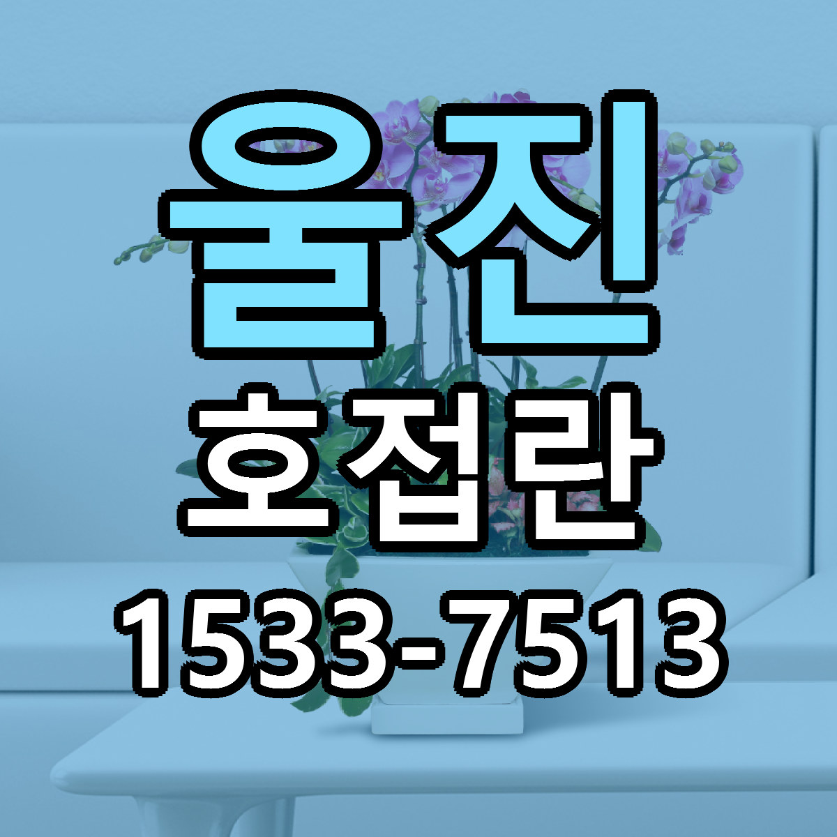 울진 호접란 빠른배송 싼곳 가격 문의