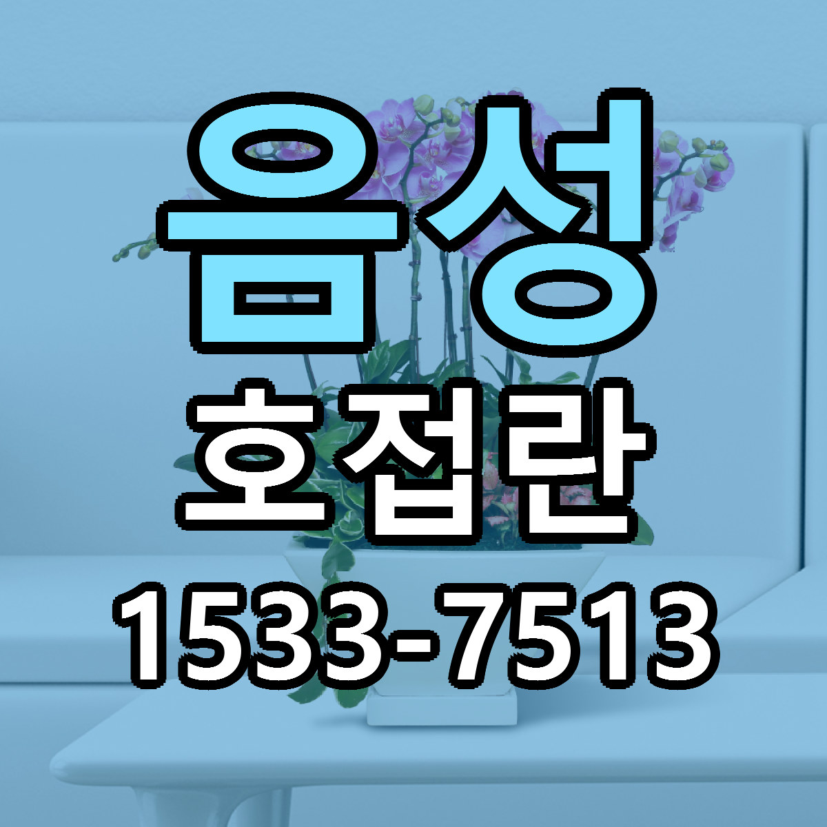 음성 호접란 가격 착한 싼곳 당일배송 안내