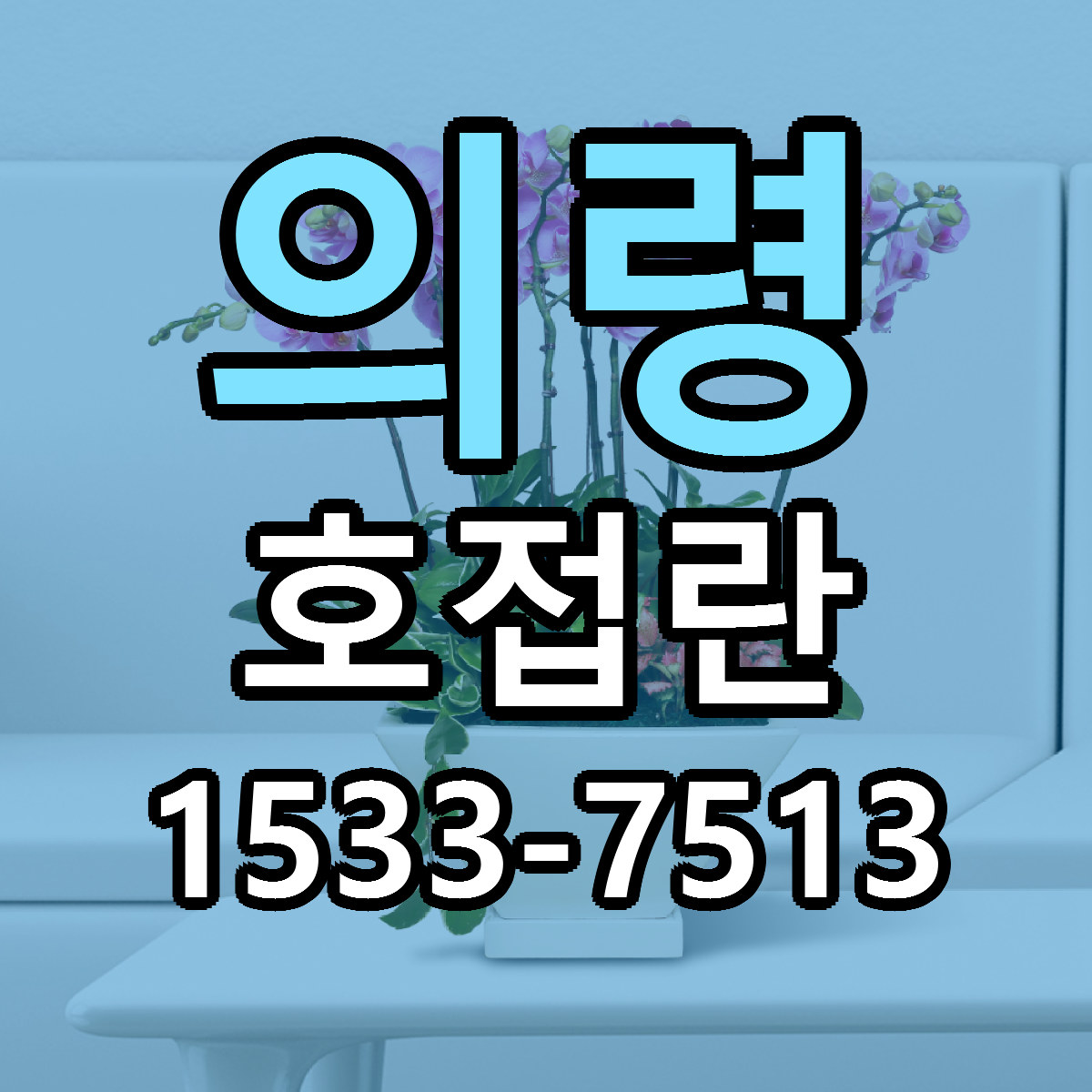 의령 호접란 당일배송 가격 저렴한곳 추천