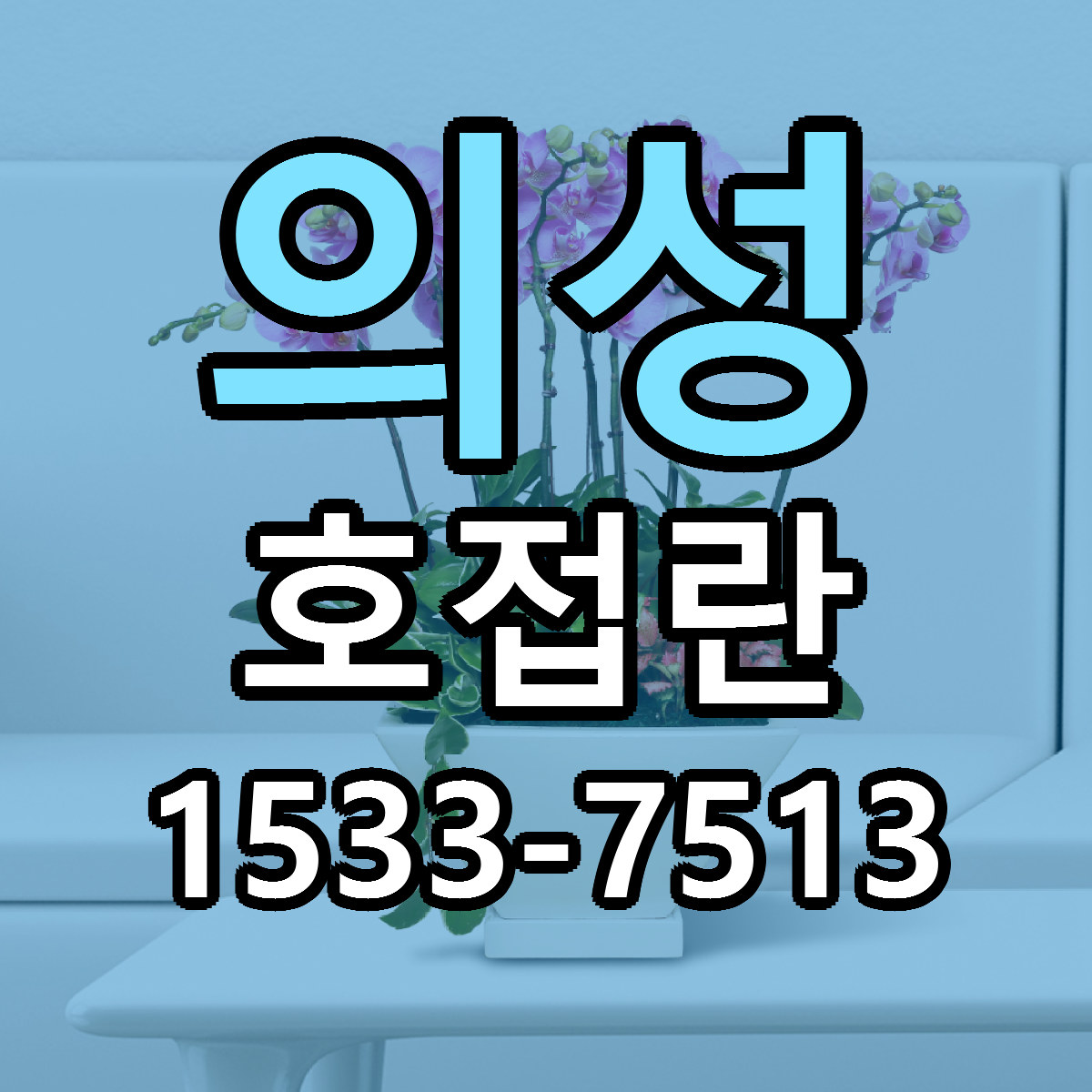 의성 호접란 당일배송 빠른배송 싼곳 찾기