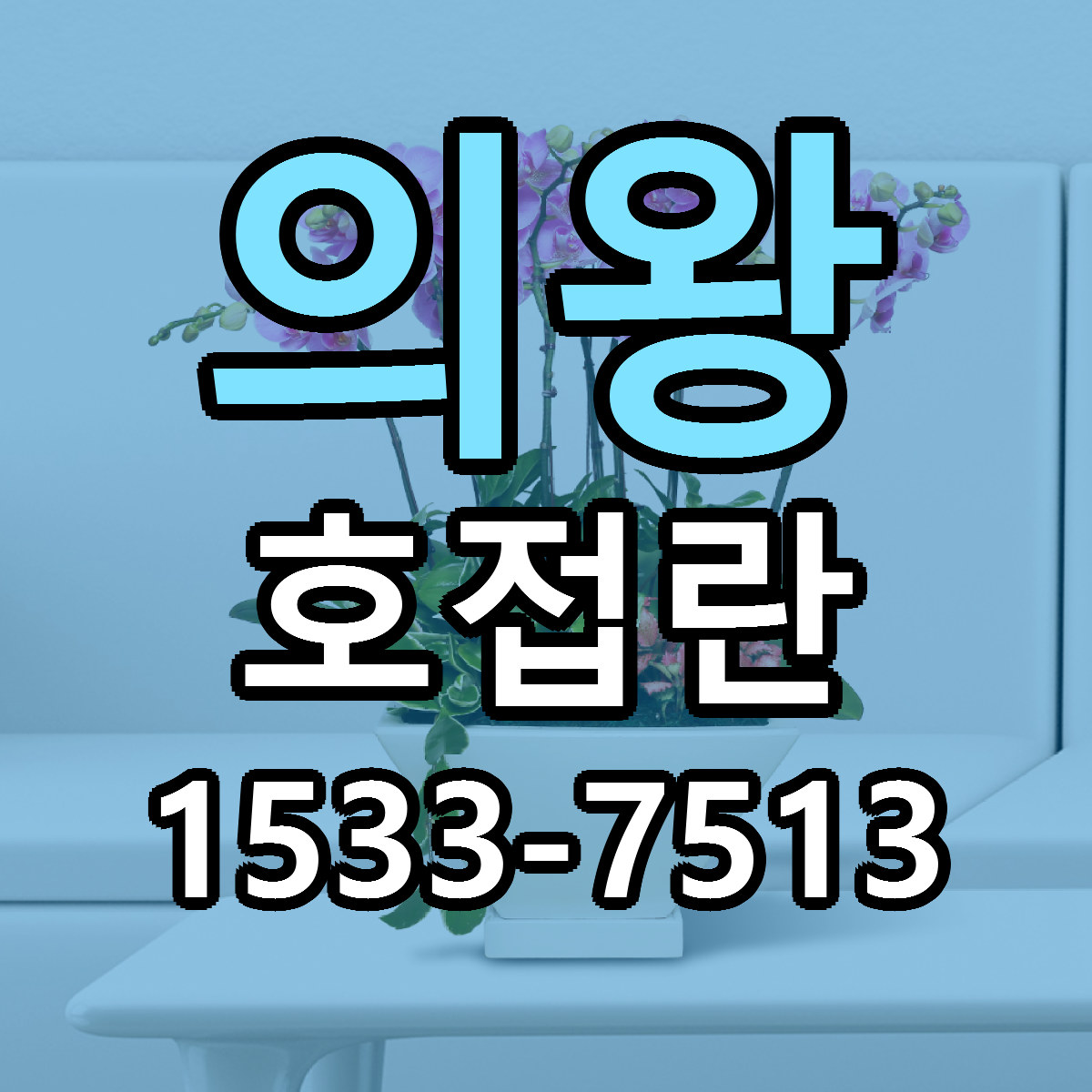 의왕 호접란 당일배송 리본문구 빠른배송 서비스