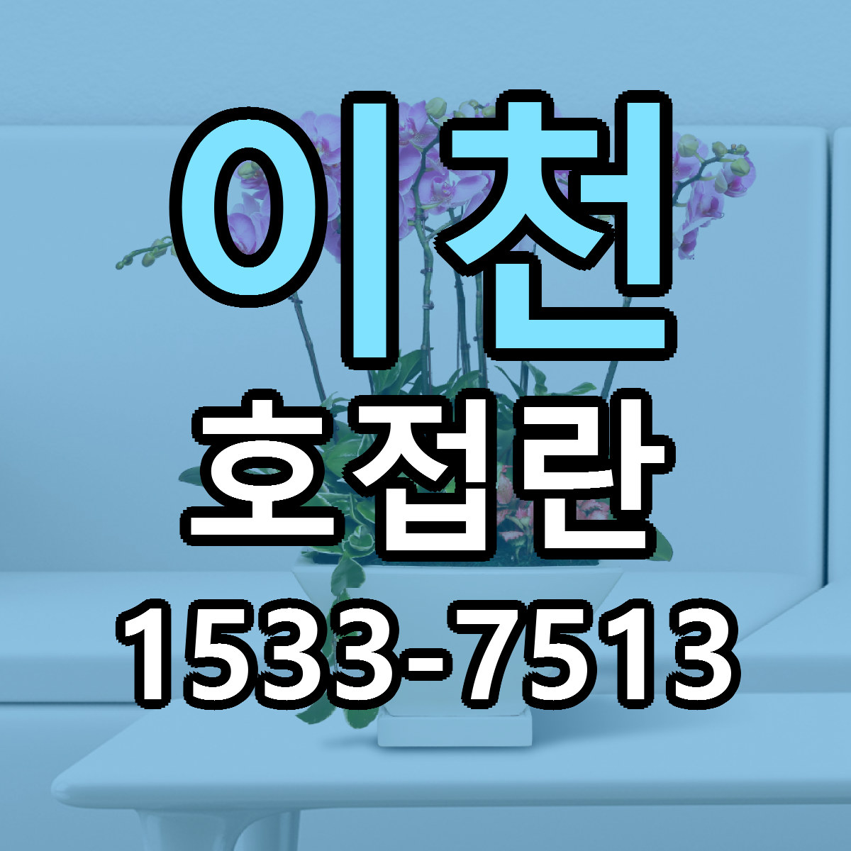 이천 호접란 싼곳 빠른배송 리본문구 무료