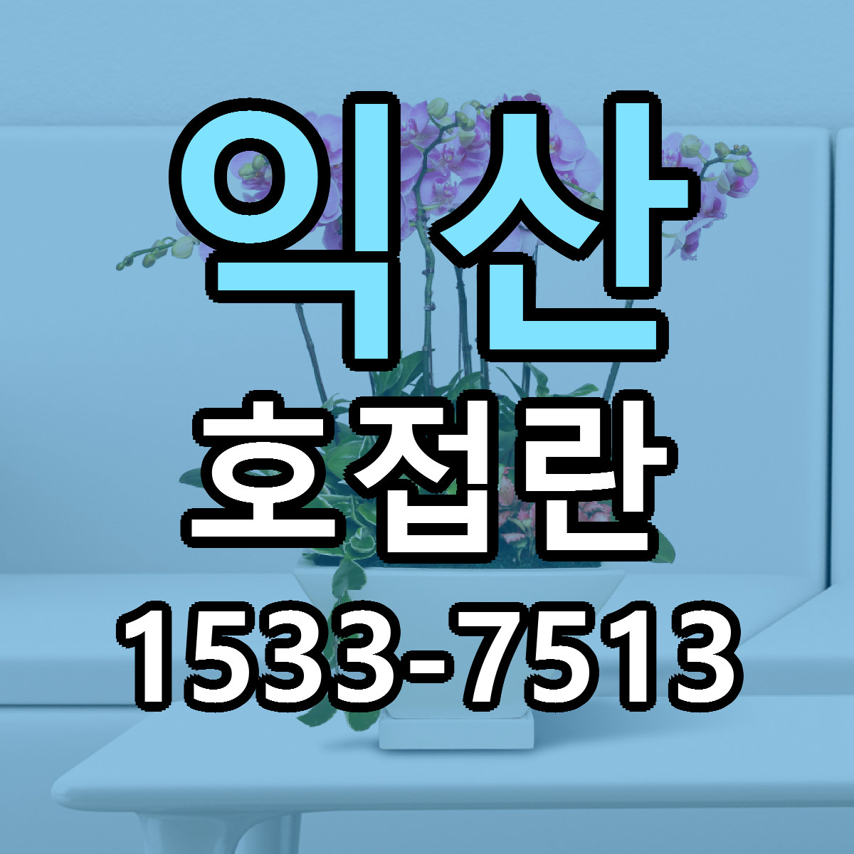 익산 호접란 당일배송 근처꽃집 싼곳 비교