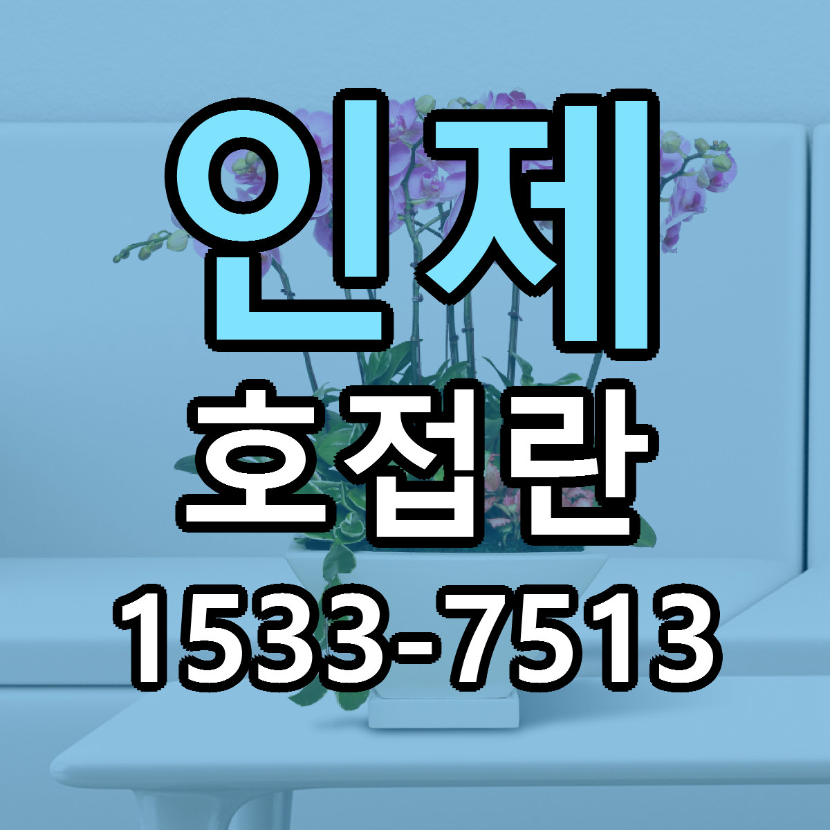 인제 호접란 빠른배송 리본문구 가격 알뜰 비교