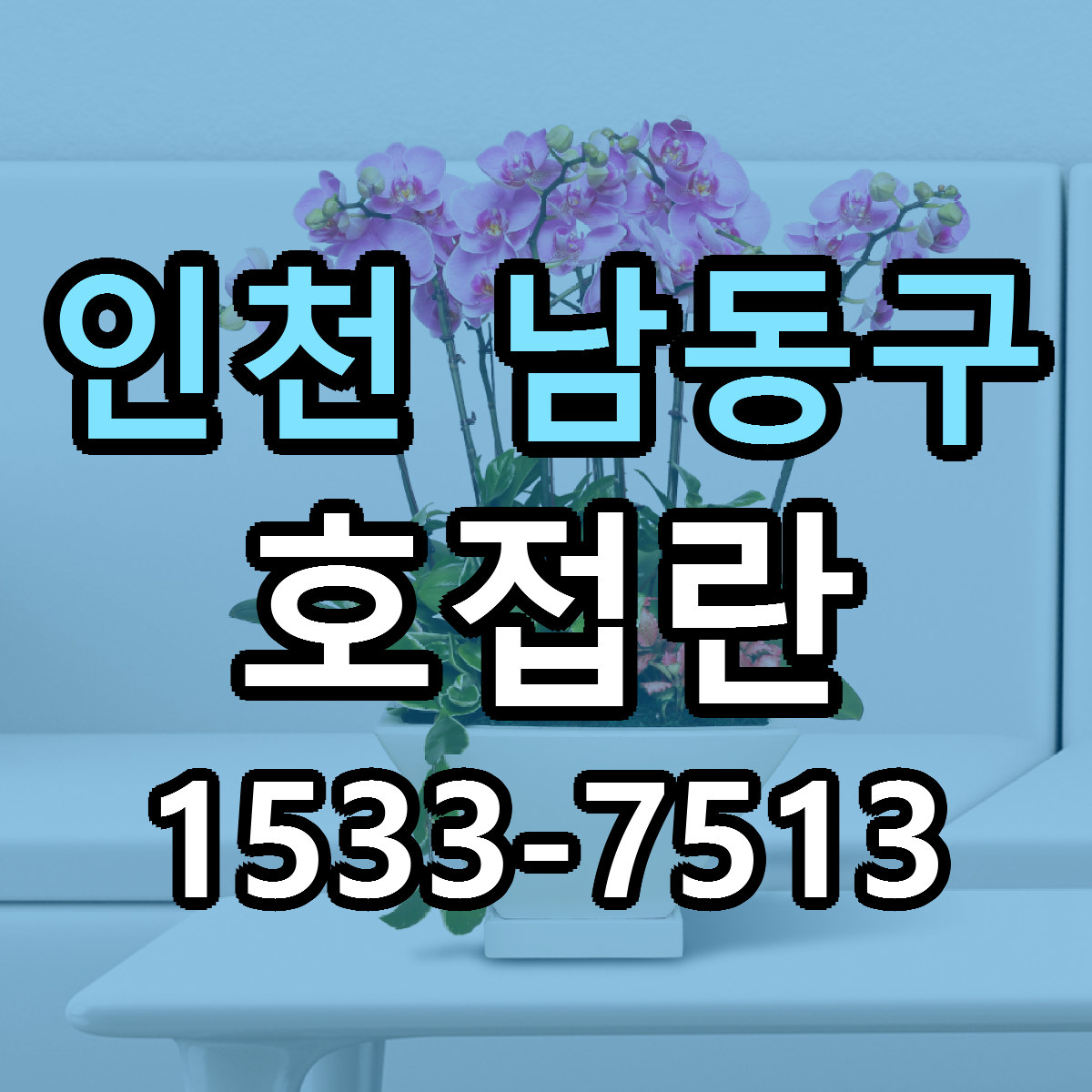 인천 남동구 호접란 당일배송 근처꽃집 싼곳 비교