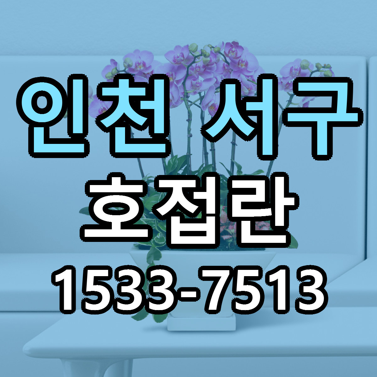 인천 서구 호접란 가격 만족 저렴한곳 리본문구 작성