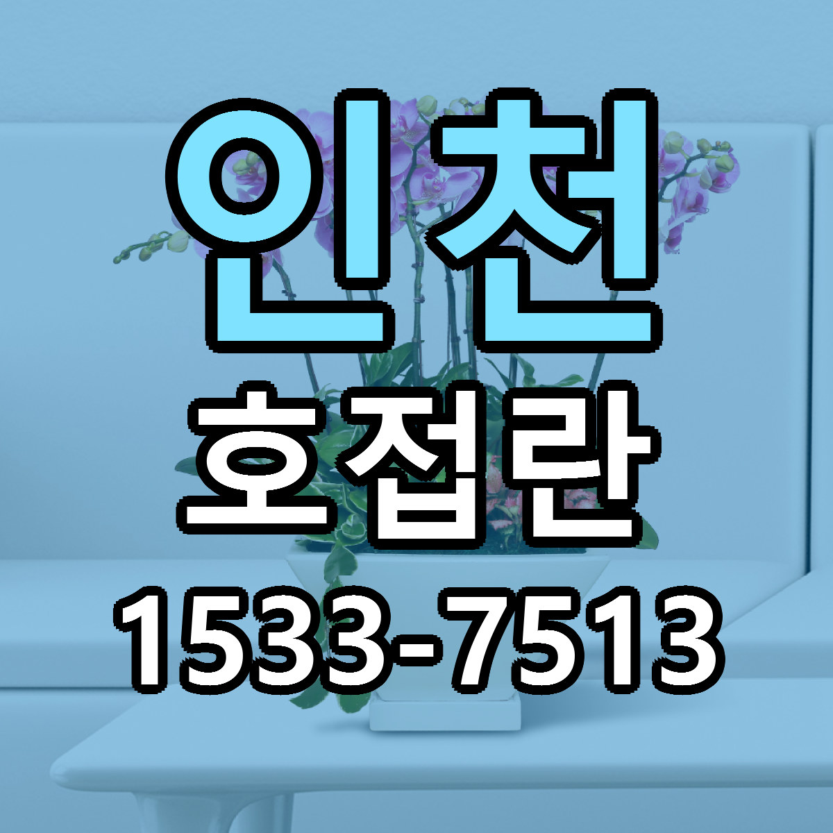 인천 호접란 빠른배송 리본문구 근처꽃집 예약